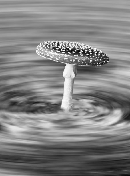 Mushrooms can put you in a spin! Amanti Mascara mushroom in monochrome, by Denis Taylor
