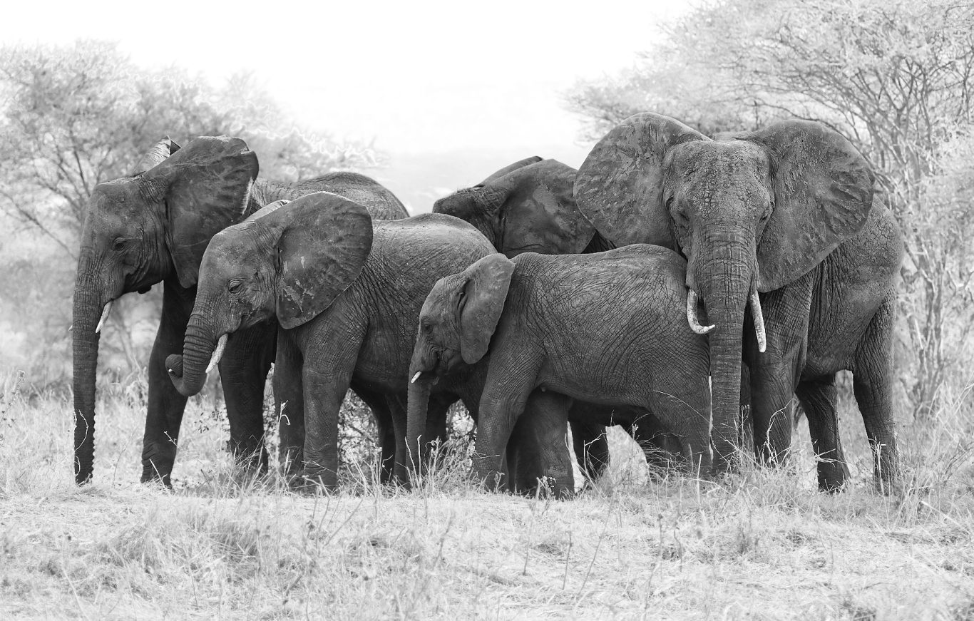 Family Family of elephants in monochrome, by Denis Taylor