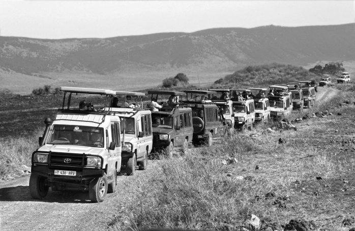 Paparazzi on safari Paparazzi in land cruisers , by Denis Taylor