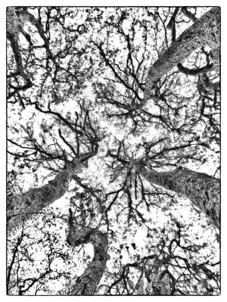 Sky Roots View of tree branches and sky from below, featuring a stark black and white contrast, by Denis Taylor