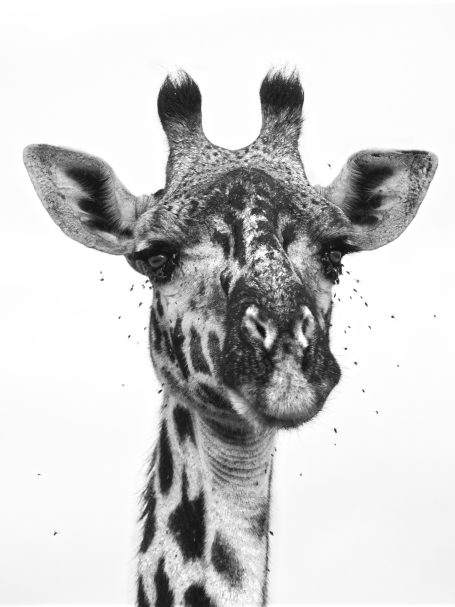 Am I bovvered! Giraffe buzzed by flies, by Denis Taylor