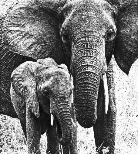 Protector Mother and baby elephant side by side, by Denis Taylor