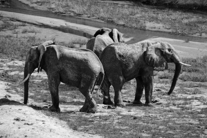 Three's company three elephants, by Denis Taylor
