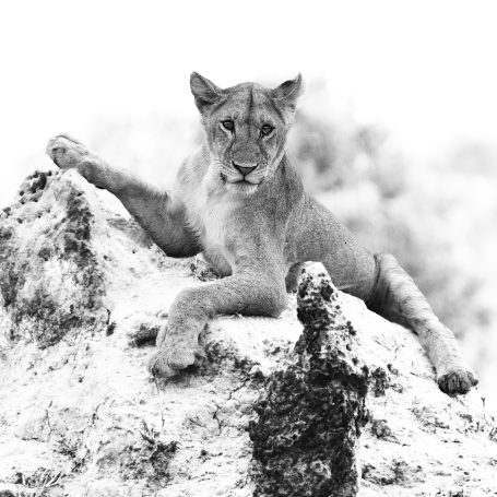 Snow Lion Young lion on a mound , by Denis Taylor