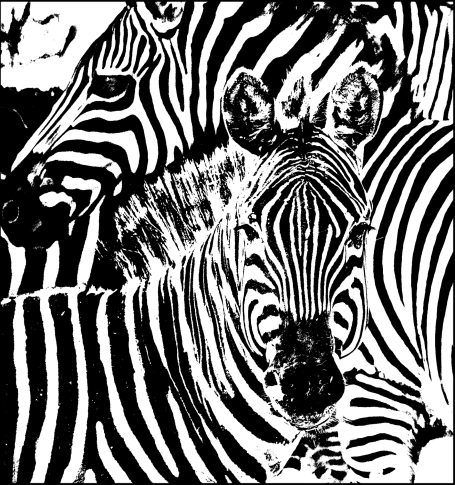 Confusion High contrast montage of zebras, by Denis Taylor