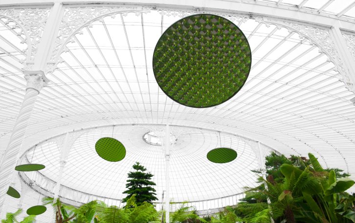 Botanic Invaders Green flying saucers at Glasgow Botanics, by Denis Taylor