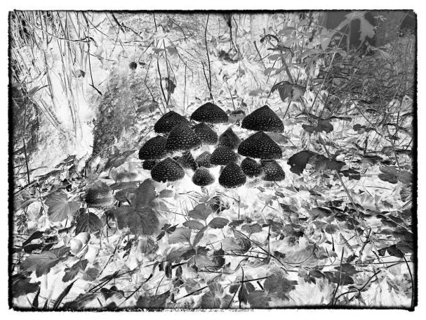 Fungal Treasure A cluster of dark mushrooms surrounded by leaves in a black-and-white setting, by Denis Taylor