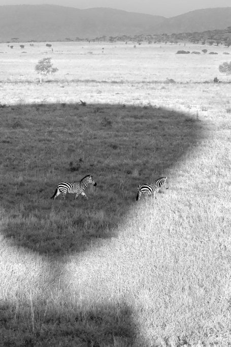 Followed by a Balloon Shadow... Zebra in the shadow of a hot air balloon , by Denis Taylor