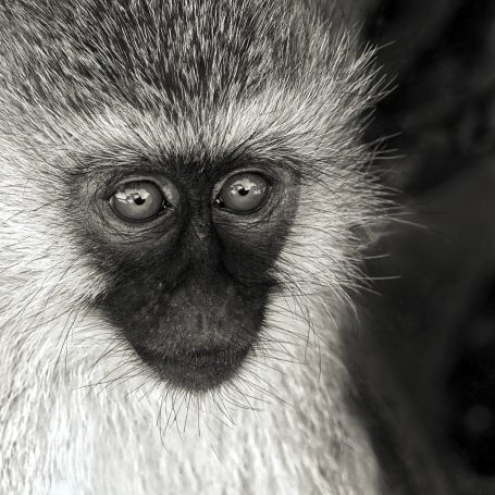 Reflections of a Landcruiser Monkey close up, eyes wide in deep thought, by Denis Taylor