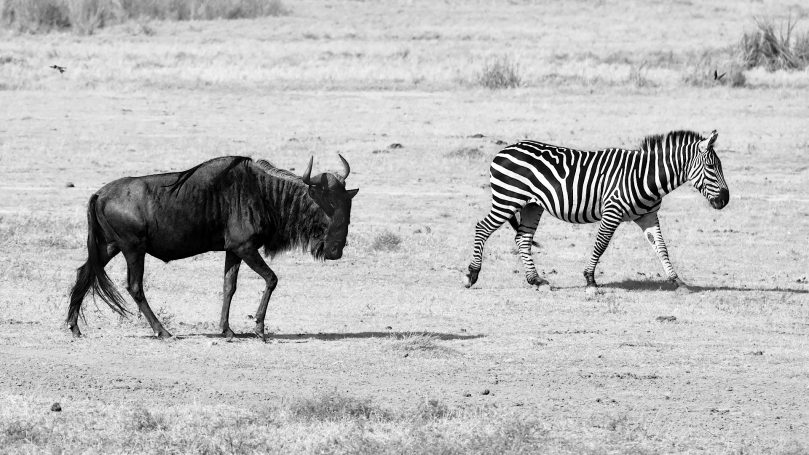 Fellow Travellers Wildebeest and Zebra, by Denis Taylor
